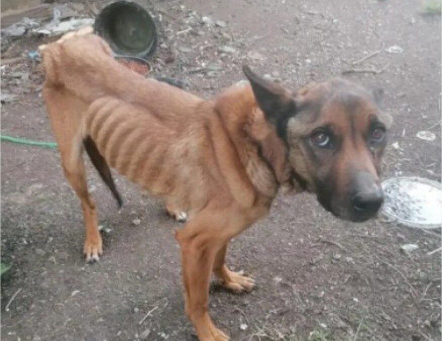 ASE MAGRE, PLE DE MOSQUES (A PERRO FLACO, TODO SON PULGAS)
